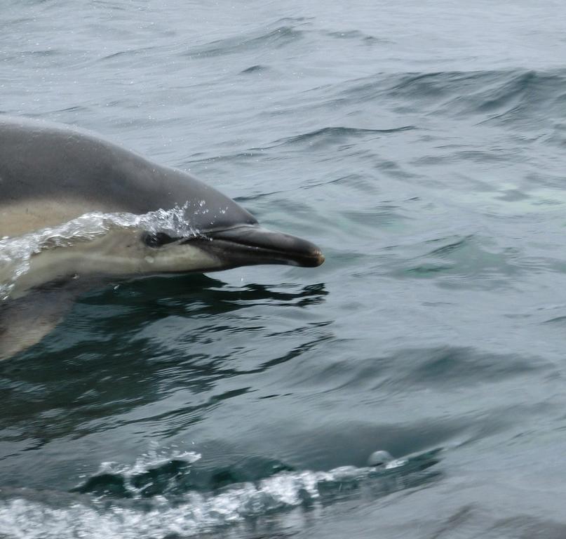 Aultbea Lodges Exteriör bild